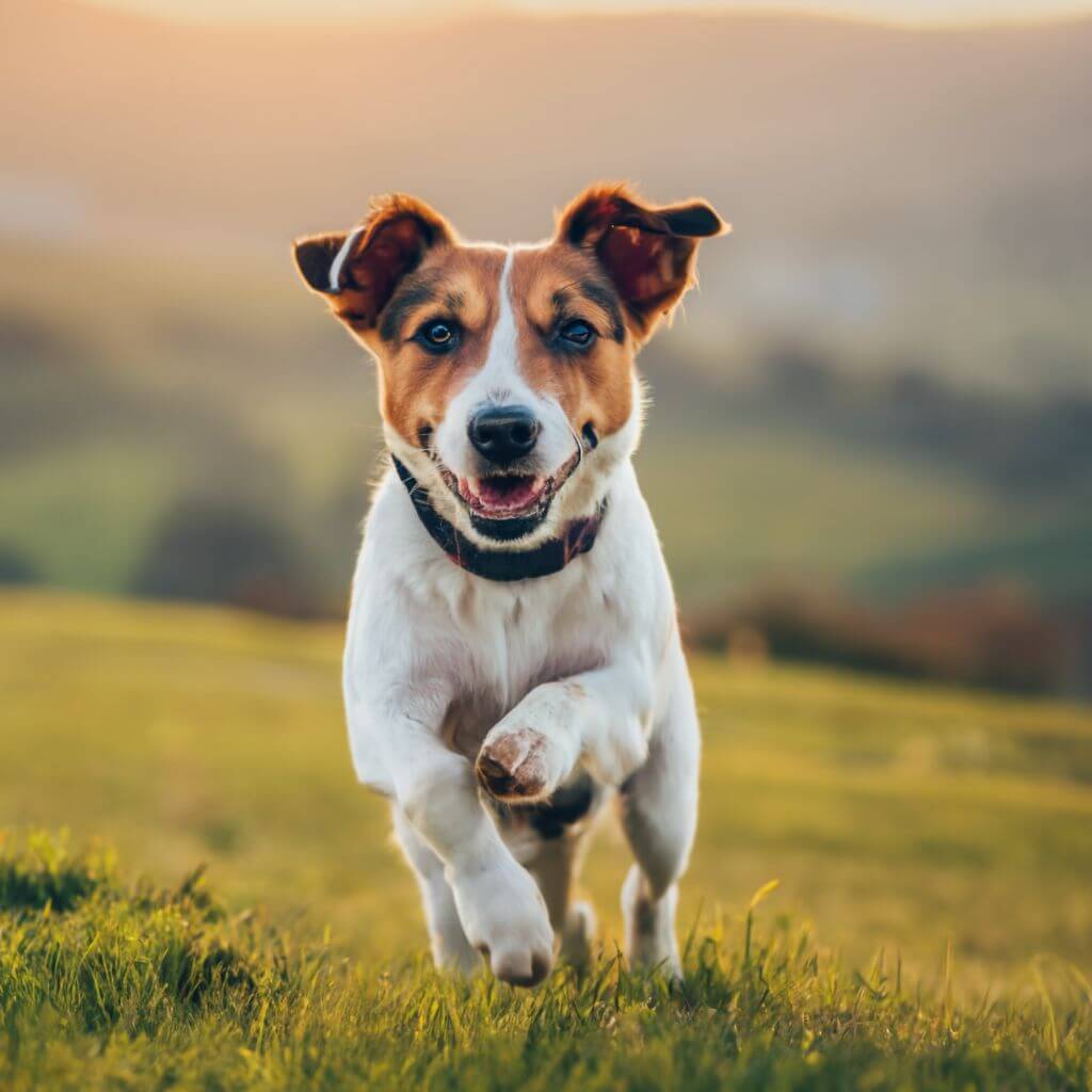 Jack Russell Terrier