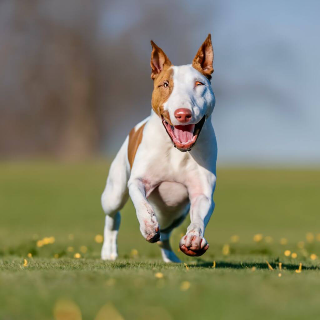 Bull Terrier